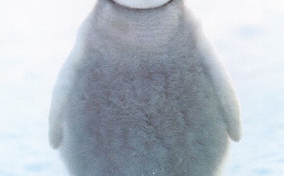 Hit by Penguin 3.0? How to Check if Your Website’s Been Affected by Google’s New Algorithm Update