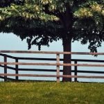 Horse blocked from feeding by tree fence