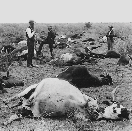 Cattle killed by rinderpest