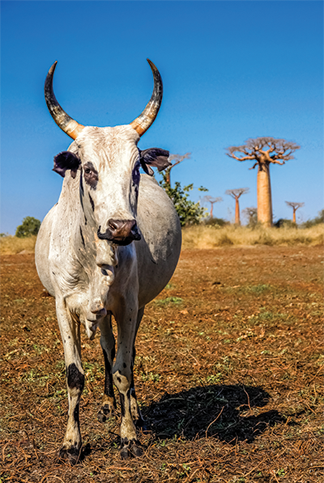 Healthy cattle
