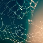 Spider web