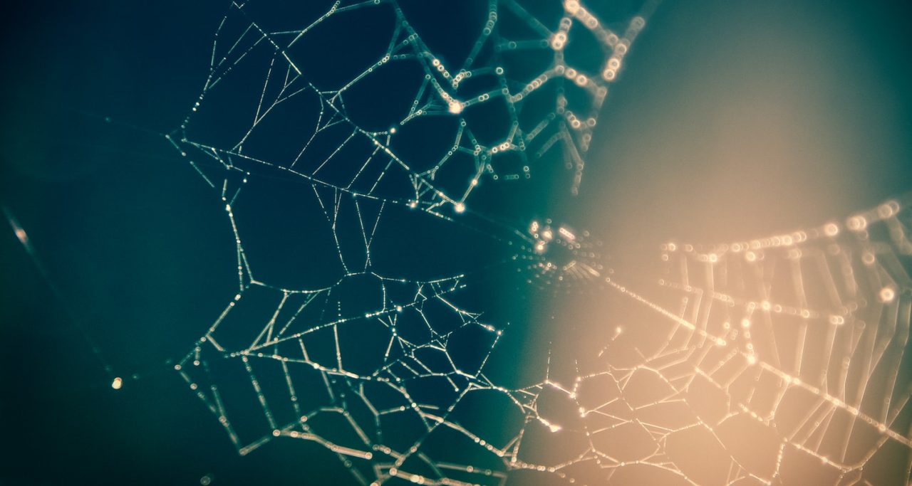 Spider web