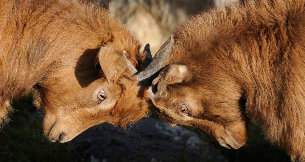 Competing goats lock horns