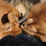 Competing goats lock horns