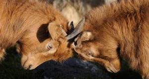 Competing goats lock horns