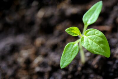 Startup & Scaleup Marketing Package Sprout growth