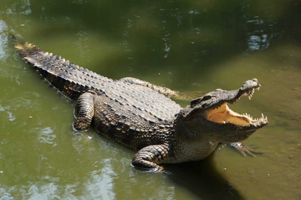 Crocodile with mouth open