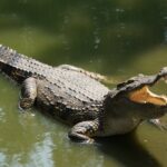 Crocodile with mouth open