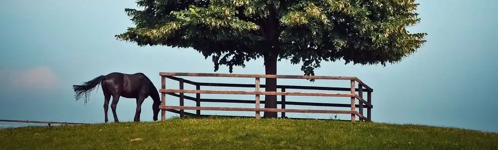 Horse blocked from feeding by tree fence