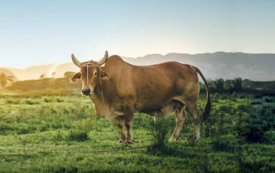 OIE healthy cow without rinderpest