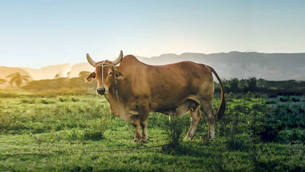 OIE healthy cow without rinderpest