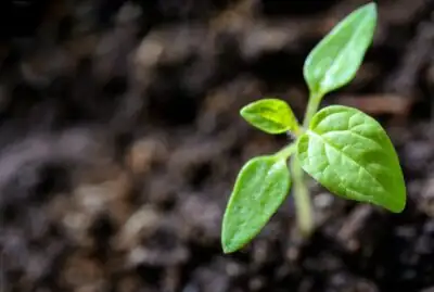 Sprout growth