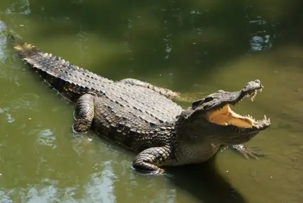 Crocodile with mouth open